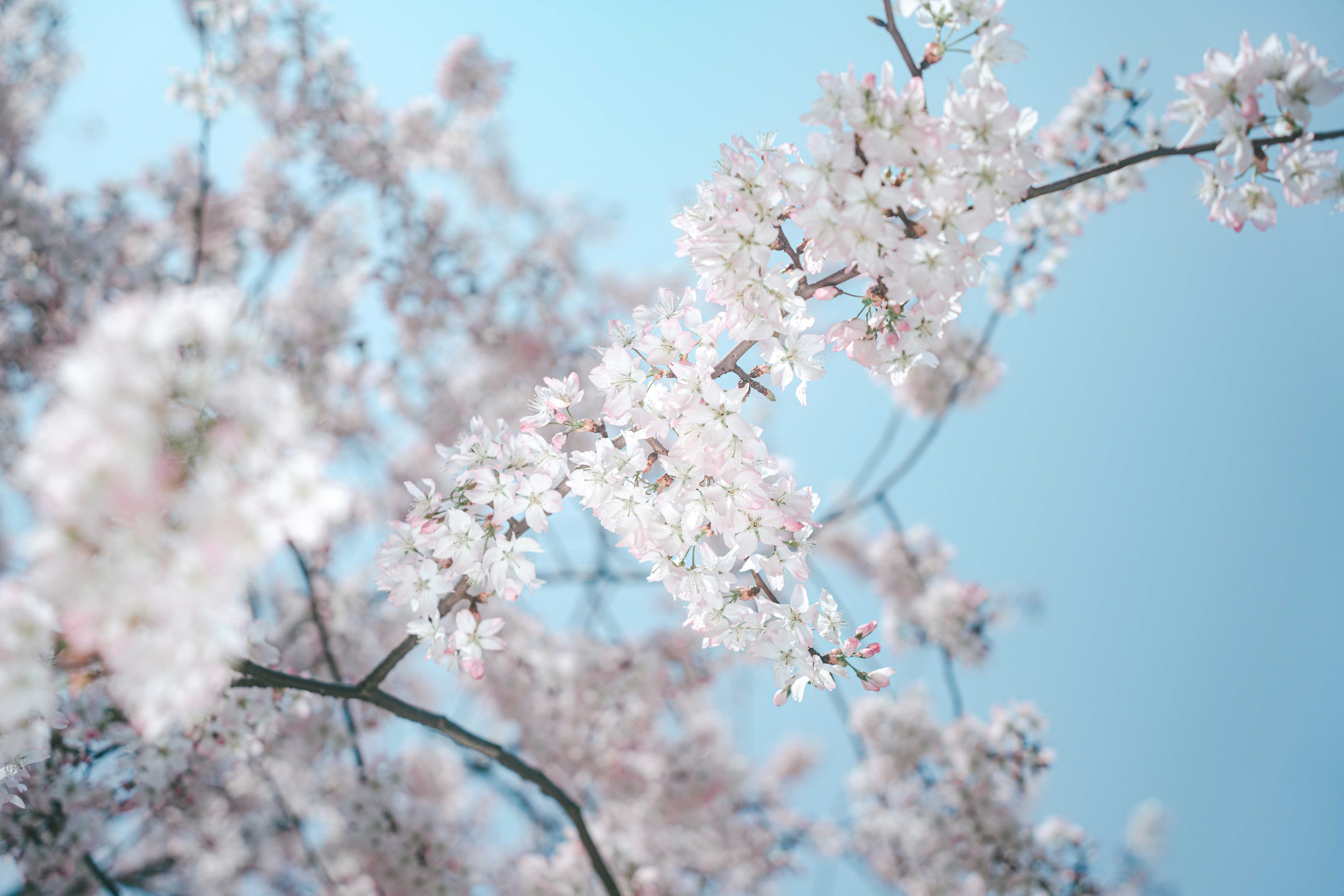A gray pitbull relaxing on the sidewalk with its tongue hanging out