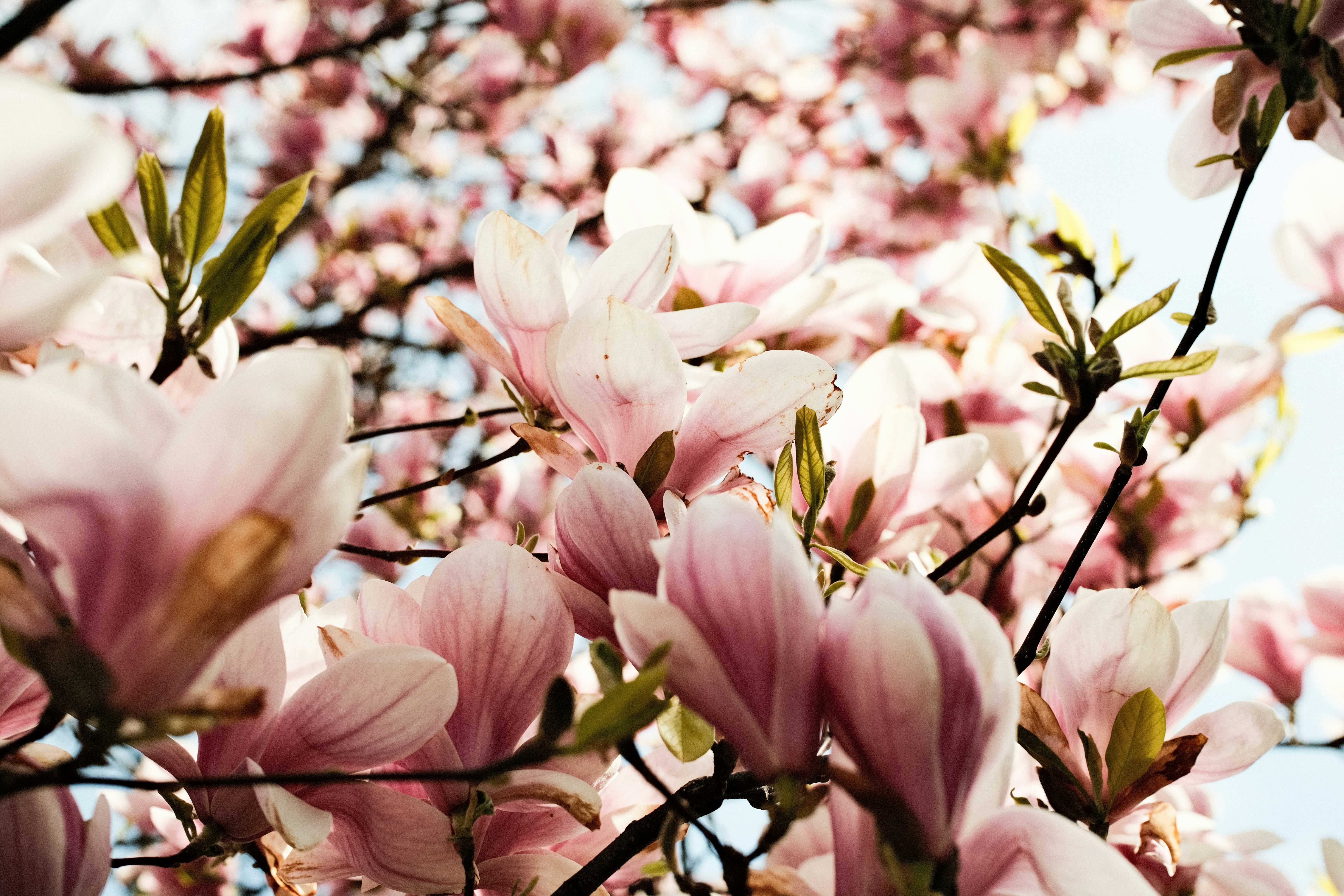 A white pitbull wearing big googly-eye glasses